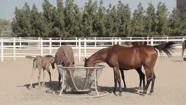 Caballos marrones en el corral — Vídeos de Stock