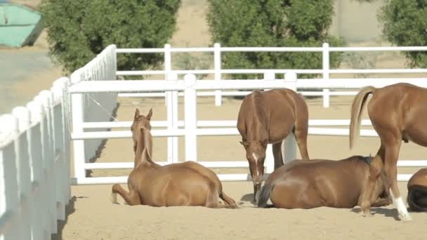 Jonge bruine paarden in de corral — Stockvideo