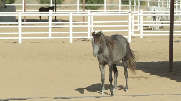 Cavalli giovani e belli in un recinto. Bei puledri purosangue in stalla . — Video Stock