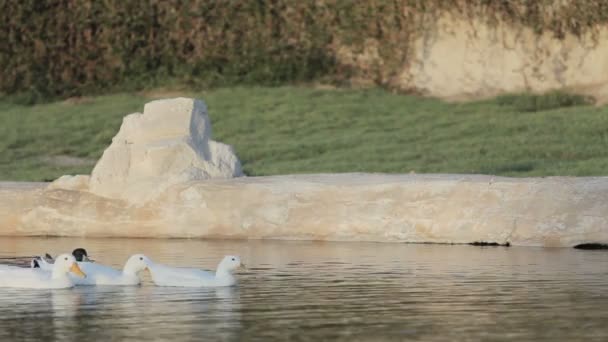 Mooie eenden zwemmen op een vijver met groen gazon op achtergrond — Stockvideo