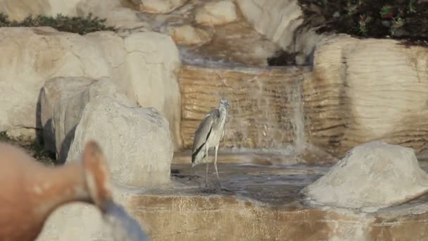 Pássaro cegonha leitosa em um lago na frente de uma cachoeira com lago — Vídeo de Stock