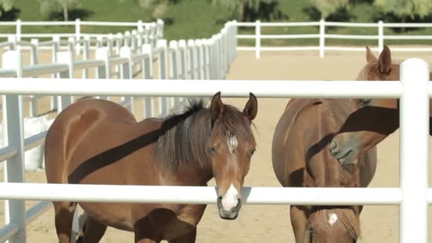 Młode brązowe konie corral — Wideo stockowe