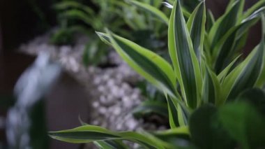 Yeşil Yapraklar Doğa Bokeh spa