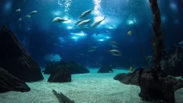 Peces en Lisboa Oceanario con rocas, Portugal timelapse — Vídeos de Stock