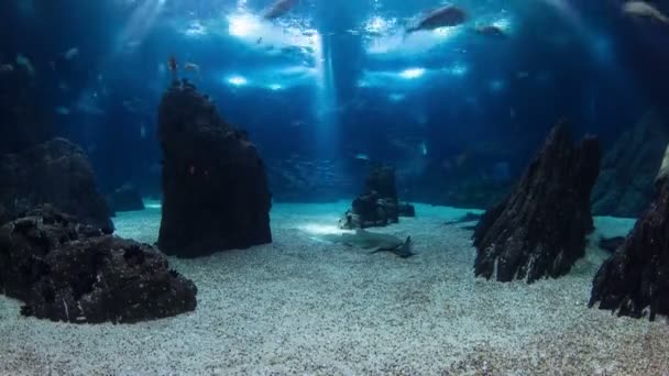 Fishes in Lisbon Oceanarium with rocks, Portugal timelapse — Stock Video