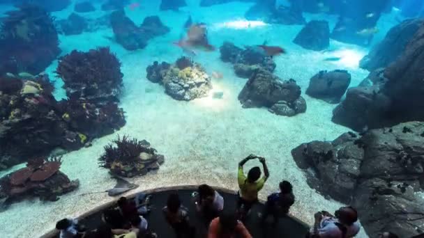 Fishes in Lisbon Oceanarium with people, Portugal timelapse — Stock Video