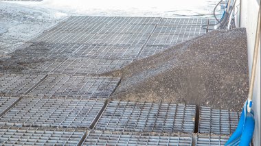 Ayçiçeği tohumları asansör saatine göre ızgaradan aşağı iniyor. Tohum üretimi için elektrikli değirmen makineleri ve asansör. Tahıl ekipmanı.