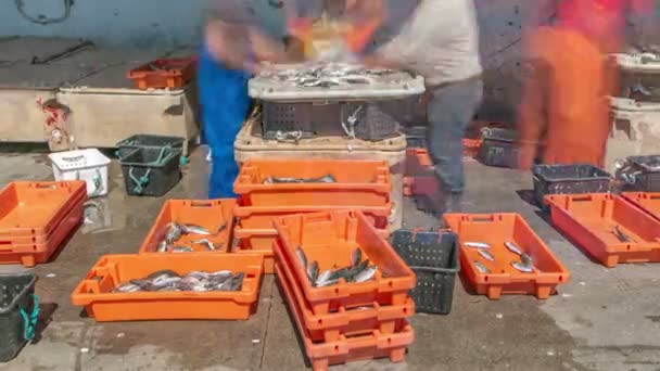 Fisherman worker sorting fish timelapse — Stock Video