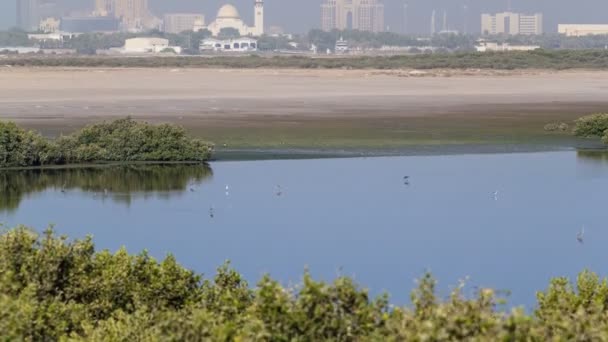 Grupp av vackra Flamingo fåglar med reflektioner, promenader vid sjön Timelapse i Ajman, UAE — Stockvideo