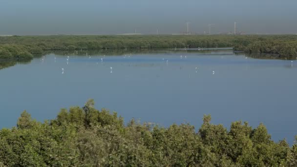 一群美丽的火烈鸟与反射，走在湖边的时间推移在阿伊曼，阿联酋 — 图库视频影像