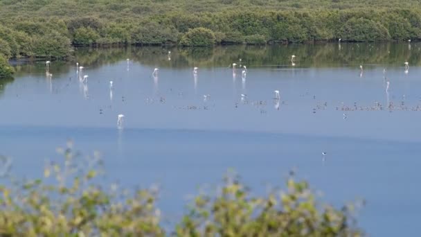 Gruppe schöner Flamingo-Vögel mit Spiegelungen, Spaziergänge am See im Zeitraffer in ajman, uae — Stockvideo