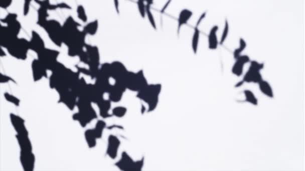 Минимальный Дизайн Затенения Растений Движение Ветра Размытой Текстурой Поверхности Солнечного — стоковое видео