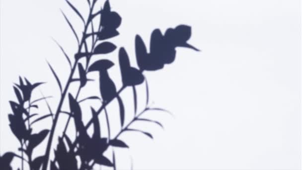 Plant Shadow Overlay Light Minimal Style Design Wind Flowing Motion — Stock video