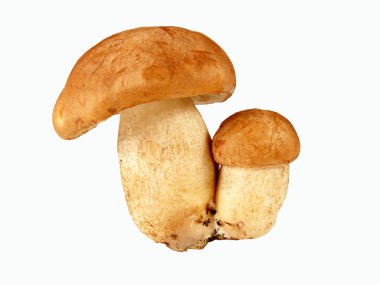 Leccinum scabrum