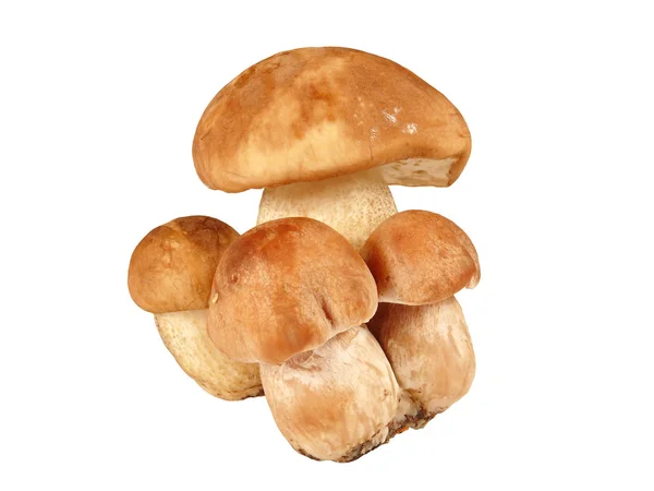 Leccinum scabrum