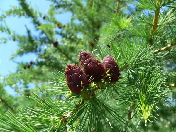 Fındık bir melez (bitki)