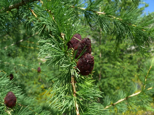 Nuts of a larch — Stock Photo, Image