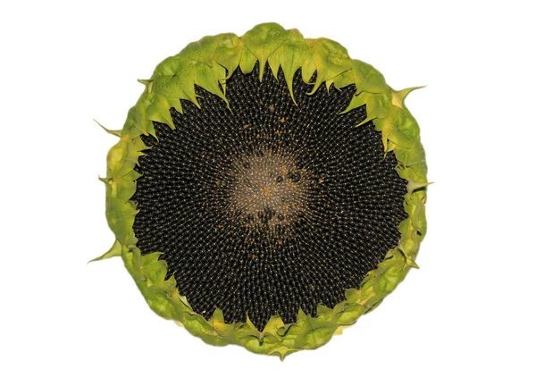 beyaz arkaplanda ayçiçeği