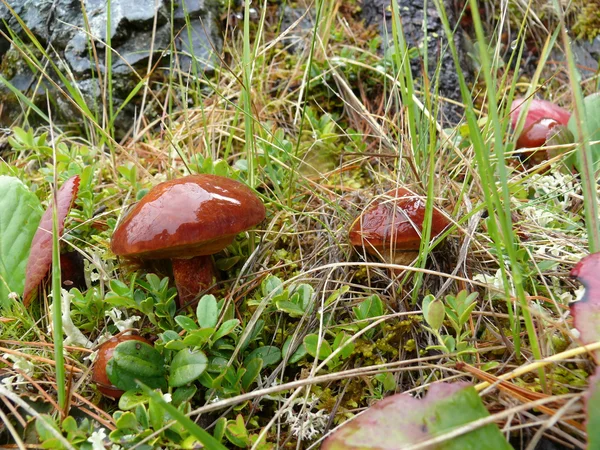 Mantar Suillus