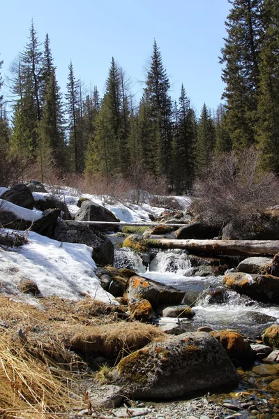 Batı Sayan Dağları bahar. Stoktysh Nehri.