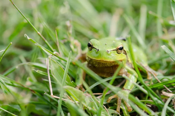 绿色的青蛙 (Rana ridibunda) 在草丛中 — 图库照片