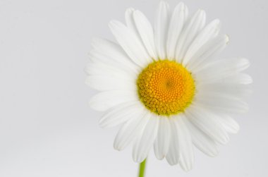 Beyaz arka plan üzerinde - Matricaria izole beyaz papatya çiçek