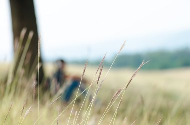 Vahşi buğday kulakları çim ve genç adam büyük ağaç yakınındaki oturmak