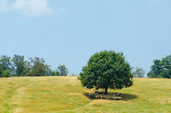 Schafherden ruhen sich im Schatten eines großen Baumes auf einem Hügel aus — Stockfoto