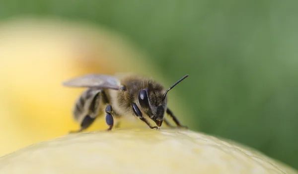 Včela na citron — Stock fotografie