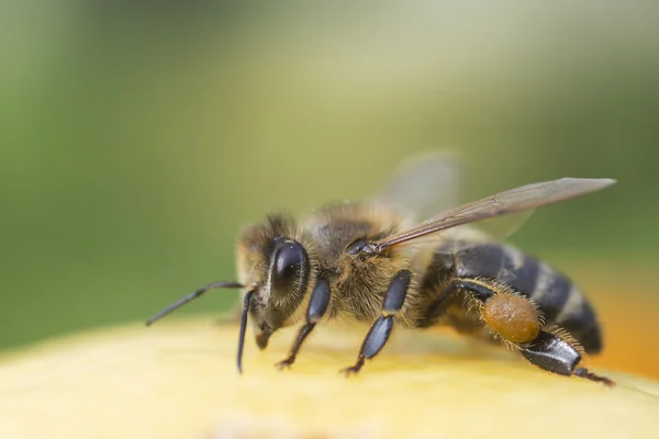 Bee close-up on green background — Stock Photo, Image