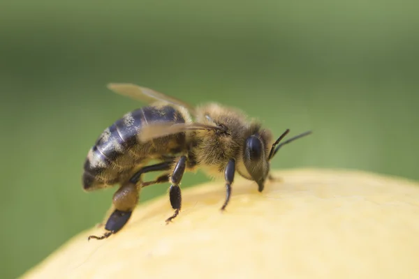 Gros plan sur les abeilles — Photo