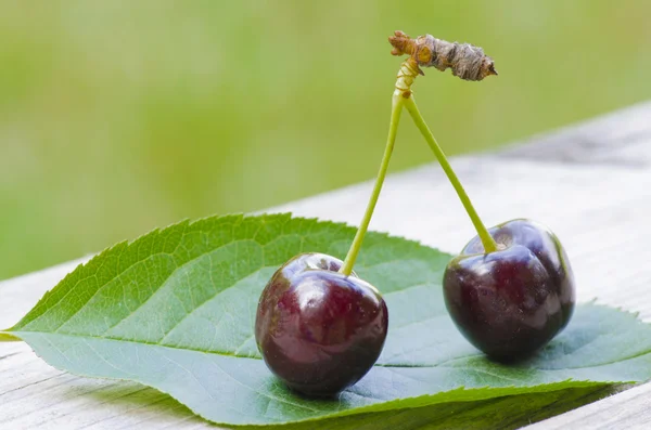 2 cherries on a leaf — Stock Photo, Image
