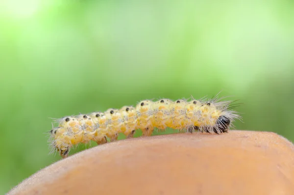 Kanker de worm - Geometridae, de spanners sp. (Caterpillar) op abrikoos — Stockfoto