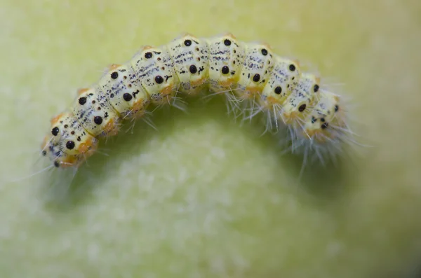 Upper of Caterpillar - Geometridae sp. — Stock Photo, Image
