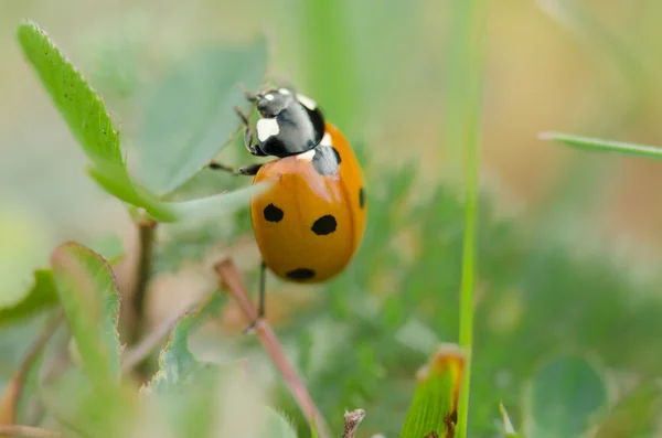 Ladybug on leaf — Stock Photo, Image