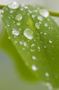 Su blob'ları ile yaprak