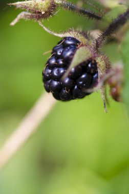 Taze böğürtlen bahçe içinde