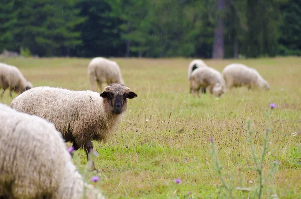 Стадо овец на зеленой траве — стоковое фото
