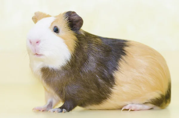 Cerdo de Guinea animal de compañía en amarillo —  Fotos de Stock