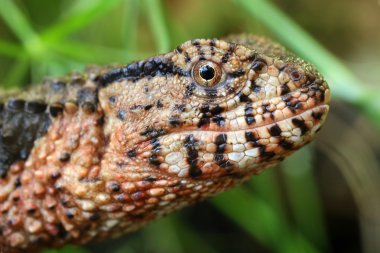 Chinese crocodile lizard clipart