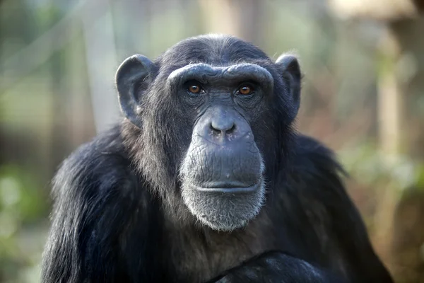 Mannelijke chimpansee hoofd — Stockfoto