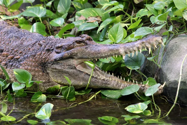 Crocodilo gharial falso — Fotografia de Stock