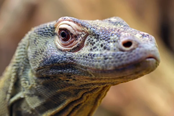 コモドドラゴン トカゲ — ストック写真