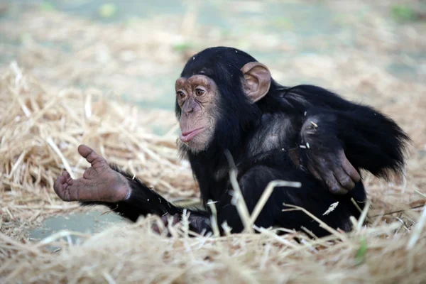 Cute chimpanzee sitting — Stock Photo, Image