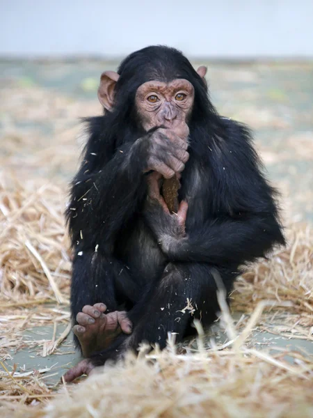 Schattig chimpansee zitten — Stockfoto