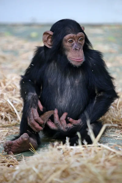Симпатичный шимпанзе сидит — стоковое фото