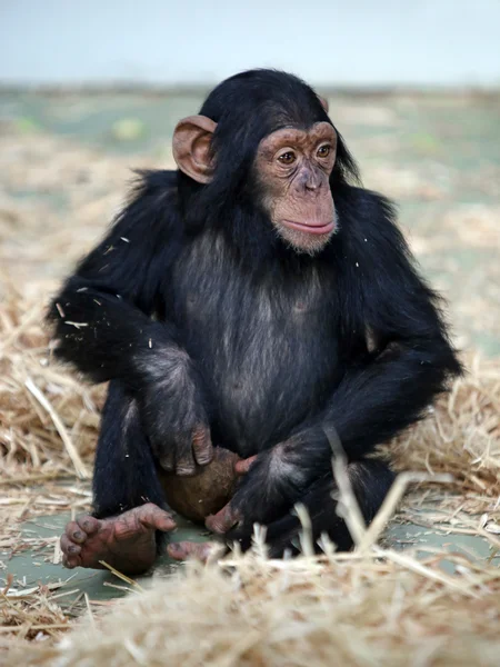 座っているかわいいチンパンジー — ストック写真