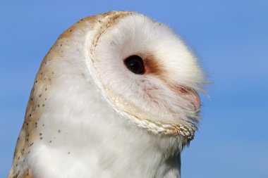 Şirin peçeli baykuş