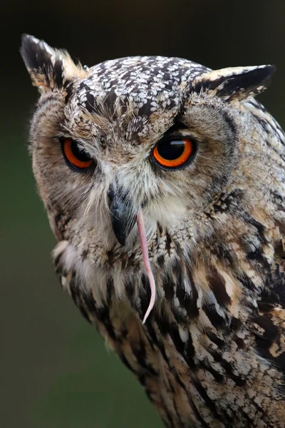 Indian eagle-owl head — Stock Photo, Image