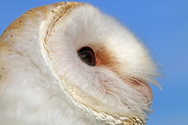 Симпатичная сова — стоковое фото